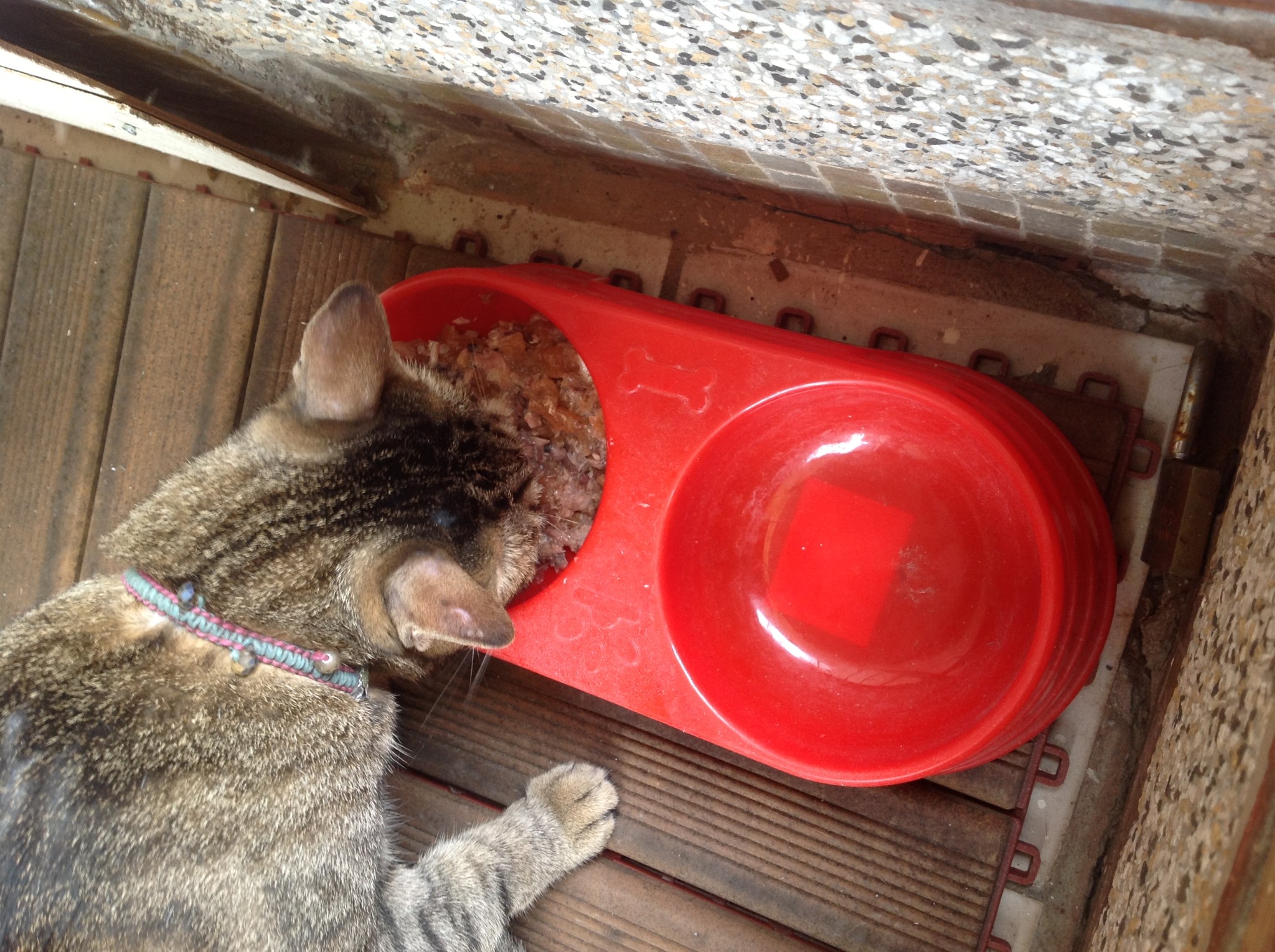 Featured image of post 咪咪告別餵