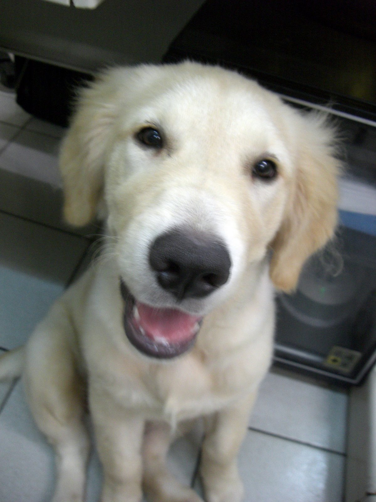 Featured image of post 輸出店的小狗