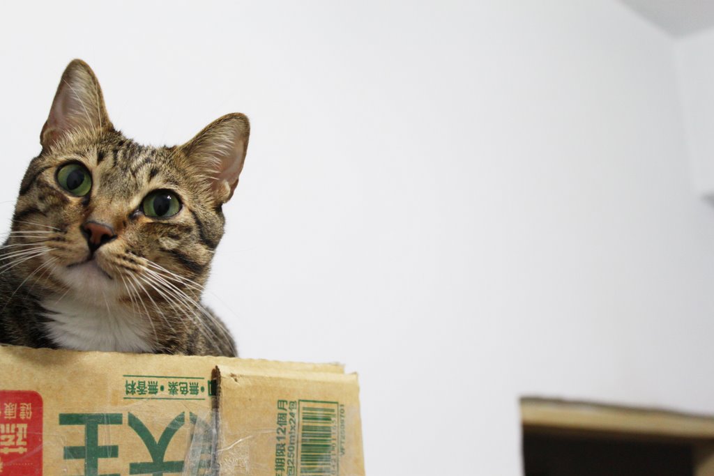 Featured image of post Canon 500D入手