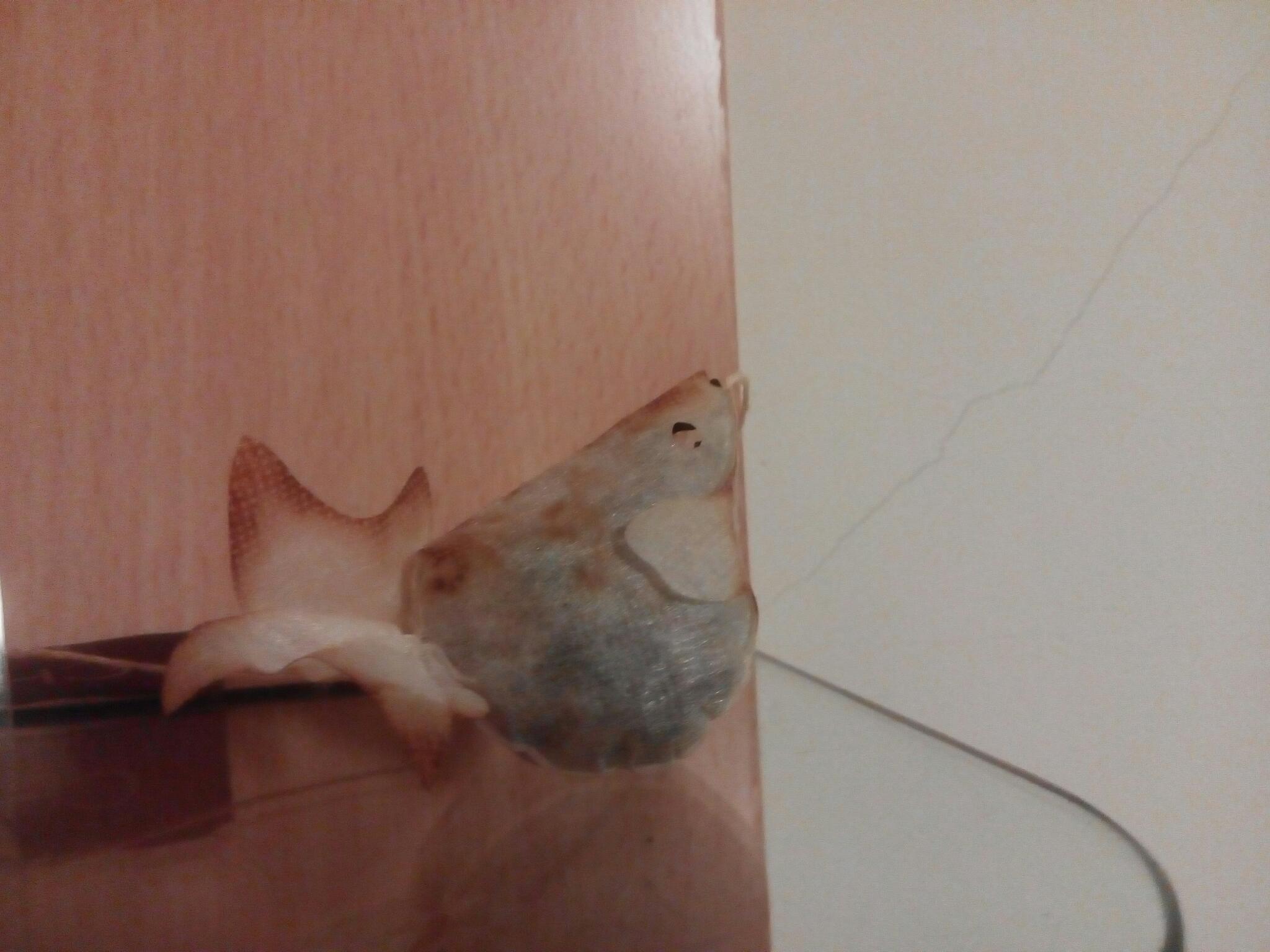 Featured image of post 陽島金