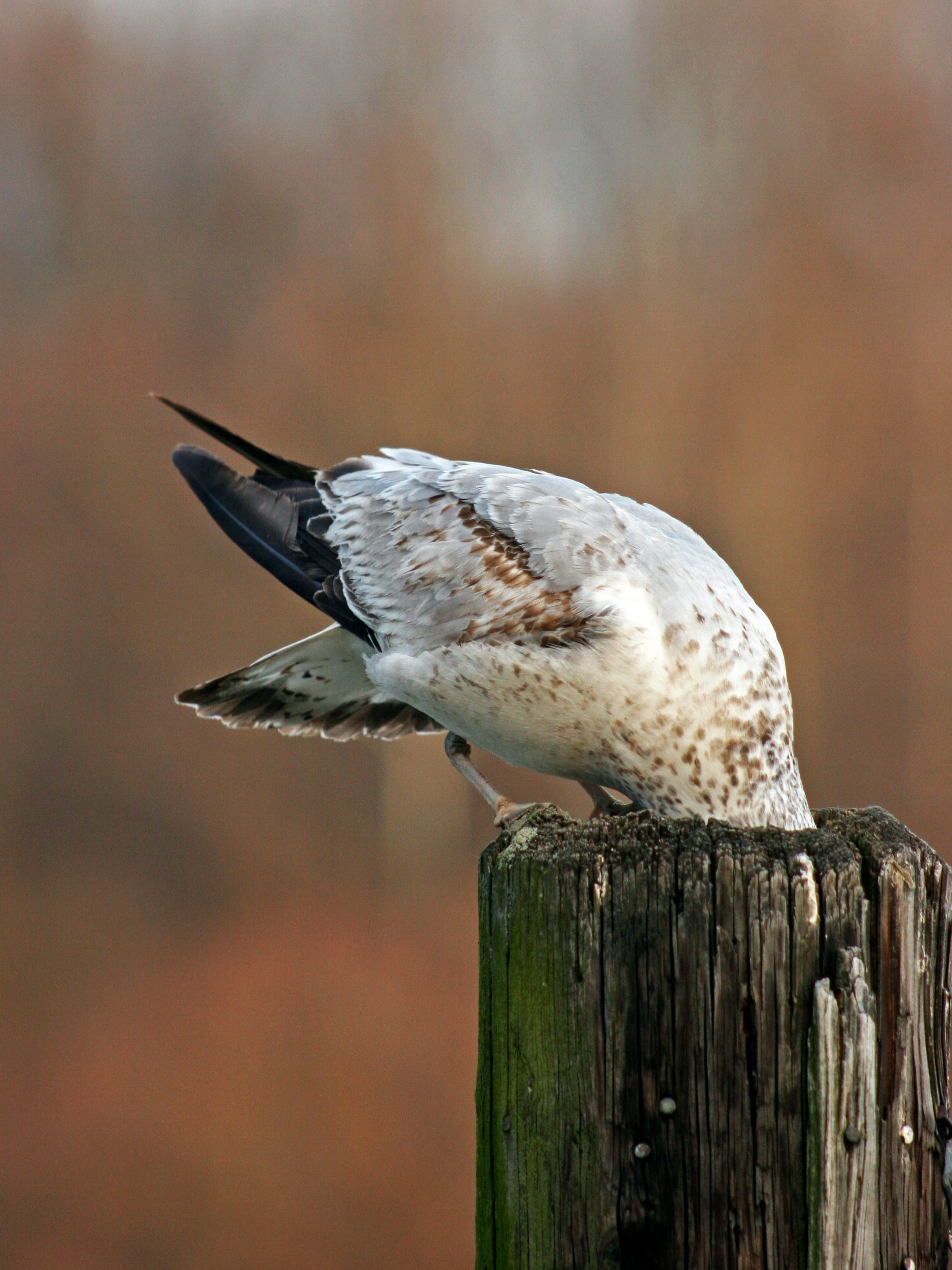 Featured image of post 負責的大人