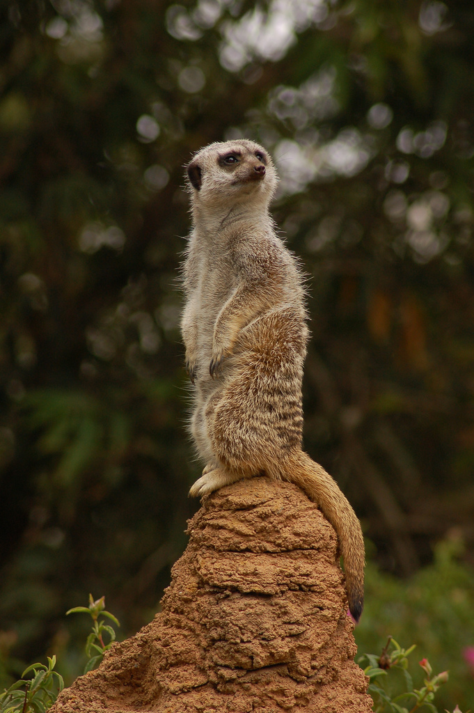 Featured image of post 顧家人