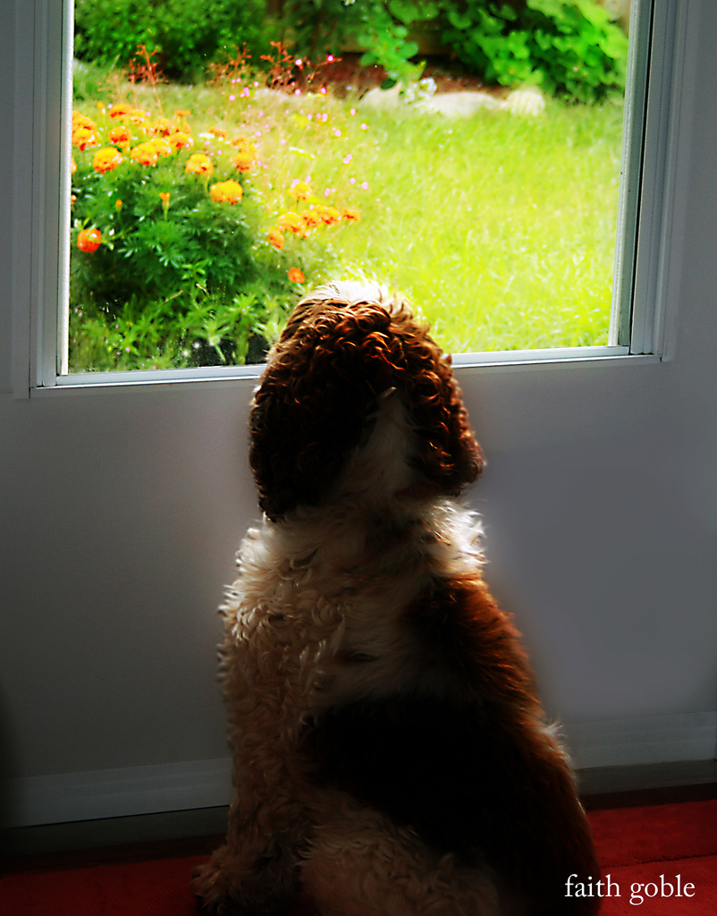 Featured image of post 守門人