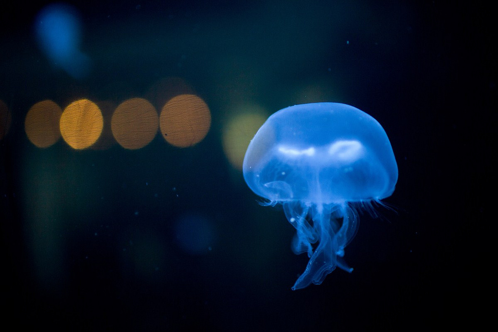 Featured image of post 絮