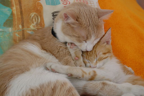 Featured image of post 安全感