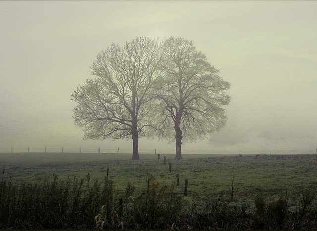 Featured image of post 漫步在霧端