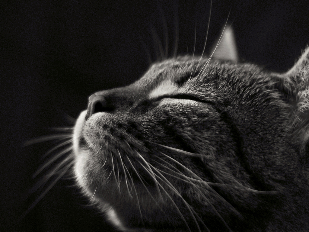 Featured image of post 臭臉咪咪