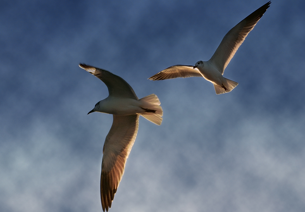 Featured image of post 比翼鳥