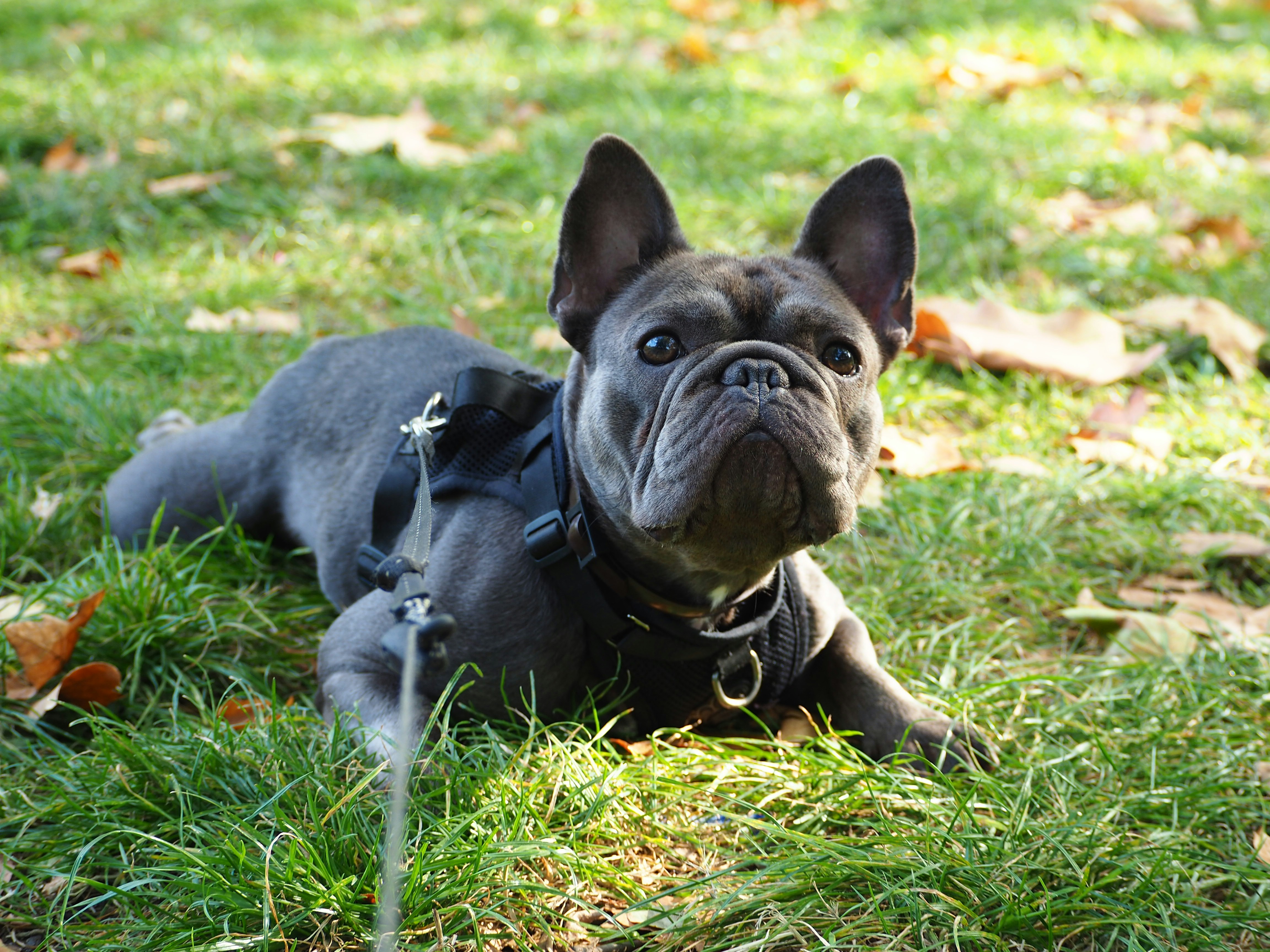 Featured image of post 傻冒